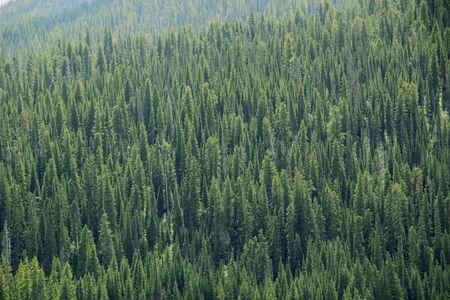 A pine tree forrest on a sunny hillsideの写真素材