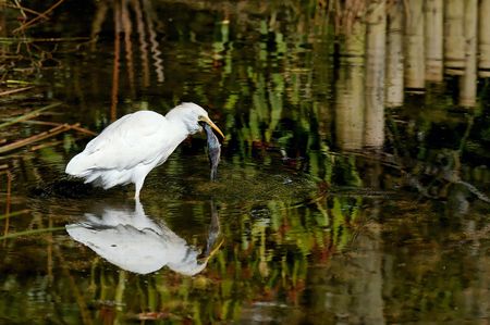 A Cattle Egret eating a fish.の写真素材