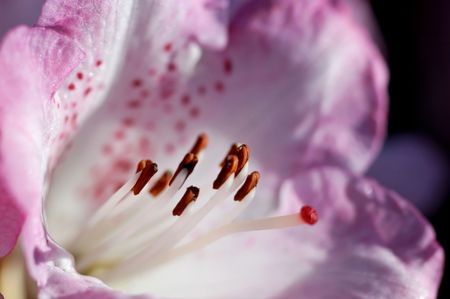 A quite abstract macro picture of a pink rhododendron bloom.の写真素材