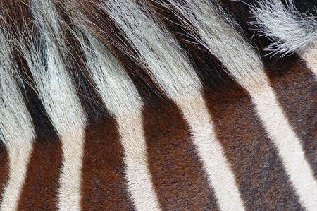 Close-up of zebra stripes and hairの写真素材