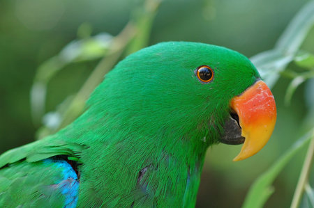 Multicoloured lori parrot