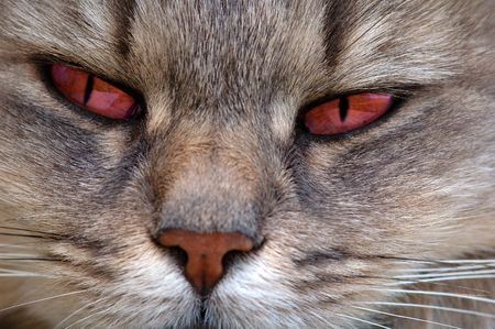 Red eyes catの写真素材