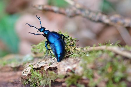 Coleopteraの写真素材