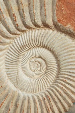 Detail of a fossilized ammonite shot in High Atlas (Marocco)の写真素材