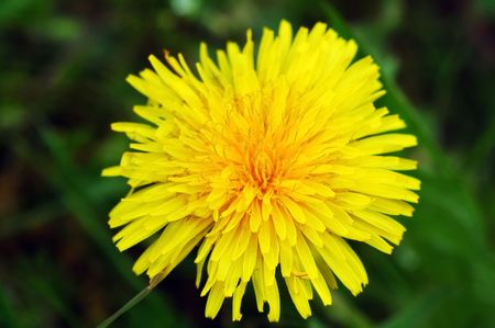 Dandelion flower (macro)の写真素材