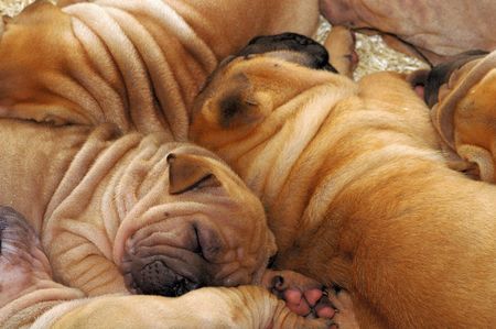 young shar-peis sleeping (close)の写真素材