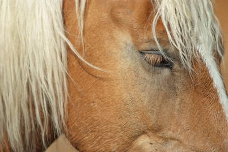 Deétail of palomino head with blond hairの写真素材