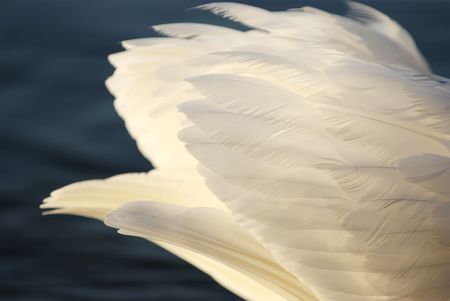 Detail of white swan feathers at dawnの写真素材