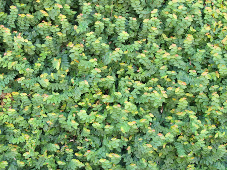 Pattern of greenl leaf on the wall