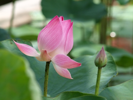 Pink water lilly is bloomingの写真素材
