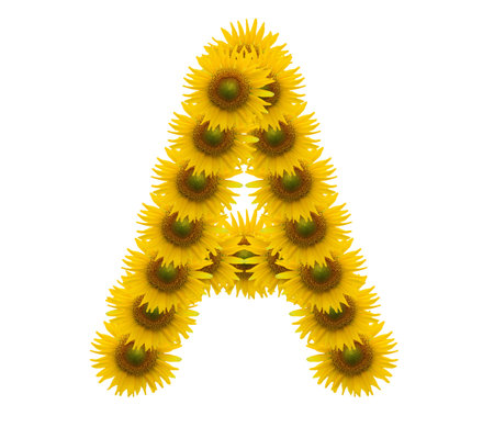 Letter A , Sun flower alphabet isolated on whiteの写真素材