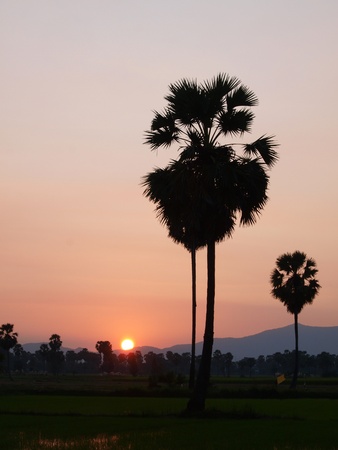 siluette of Sugar palm tree with sun set background     の写真素材