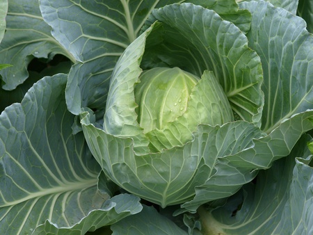 Head of fresh cabbage with a lot of leaves.の写真素材