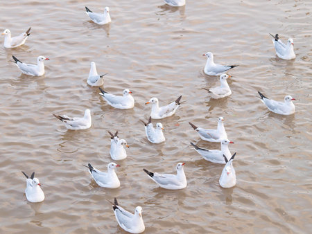 seagull