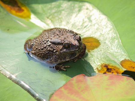 Toad sitting on leaf of water lily