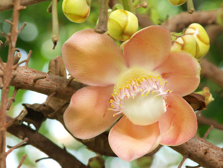 flower from the cannonball tree  (Shorea robusta)
