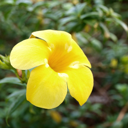 Allamanda yellow flower