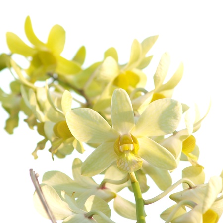 Yellow dendrobium orchid flower on white backgroundのeditorial素材