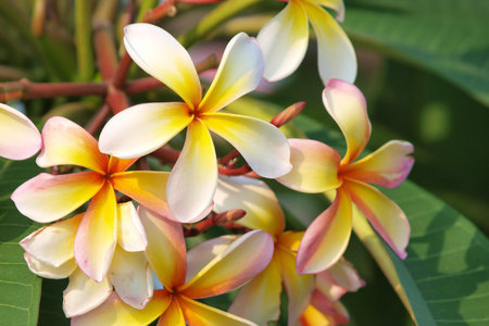 Branch of tropical flowers frangipani (plumeria)のeditorial素材