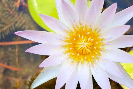 Close up of water lily is bloomingのeditorial素材