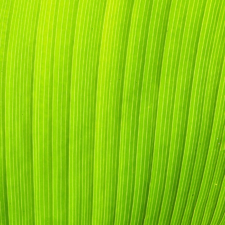Texture and detail of Banana Leafのeditorial素材