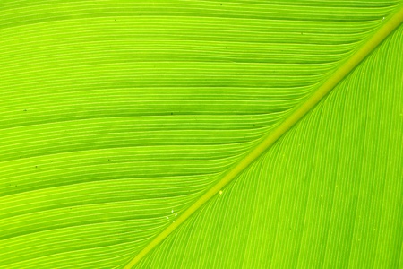 Texture and detail of Banana Leafのeditorial素材