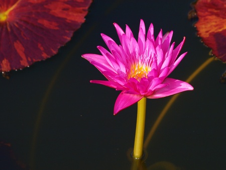 Pink water lily is bloomingのeditorial素材