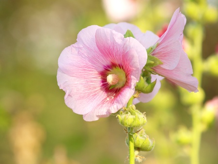 Pink hollyhock  Althaea rosea  blossoms on a summer dayのeditorial素材
