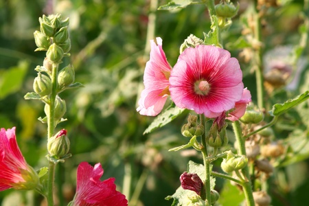 Red hollyhock  Althaea rosea  blossoms on a summer dayのeditorial素材