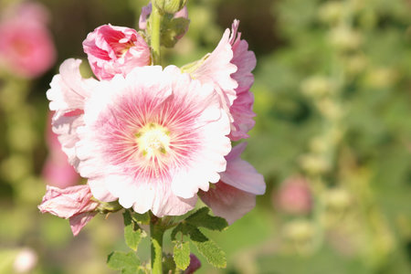 Pink hollyhock (Althaea rosea) blossoms on a summer day