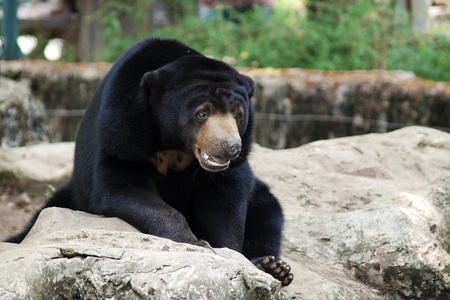 malayan sun bearの写真素材