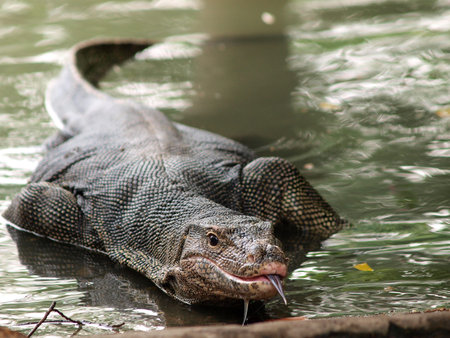 Wild varanus on the water ,Focus on the varanus eye 