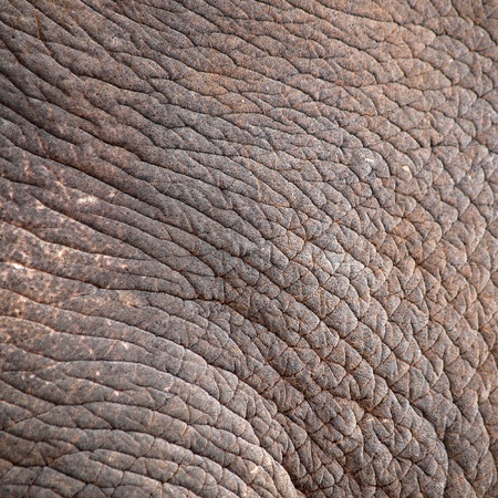elephant skinの写真素材