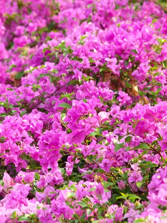 image of bright Bougainvilleaの写真素材