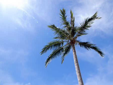 Coconut trees with blue sky 