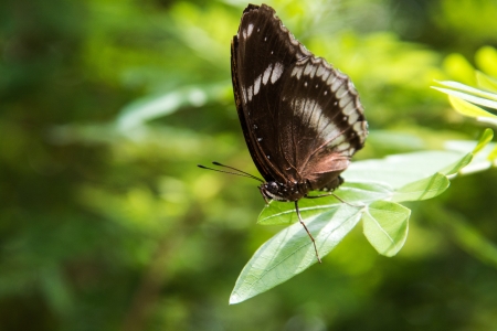 A beautiful butterfly sitting in the flowerの写真素材