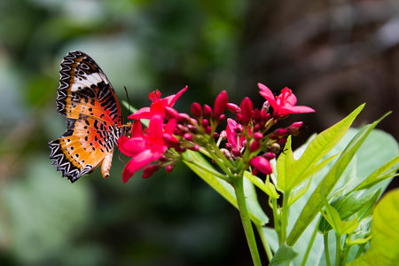 beautiful butterfly sitting in the flower