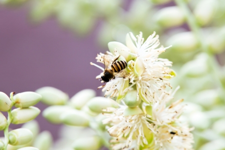 Bee on a white flowerの写真素材