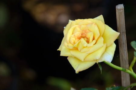 Roses on a bush in a gardenの写真素材