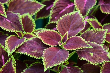 floral background of Coleus (Painted Nettle) 
の写真素材