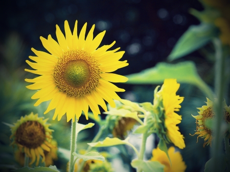 Vintage Sunflower closeupの写真素材