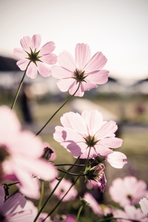 Cosmos flowers (vintage tone) の写真素材