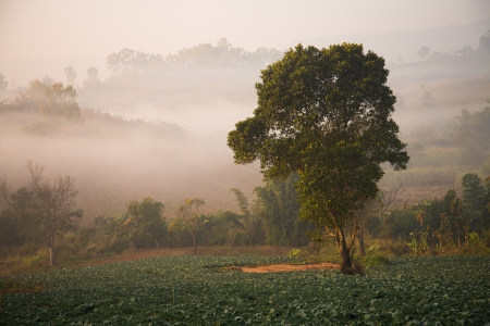 Landscape of mountain view at Phuthapboek Khoo kho , Phetchabun Thailandの写真素材