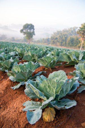 Many green cabbages in the agriculture fieldsの写真素材