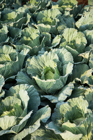 Many green cabbages in the agriculture fieldsの写真素材
