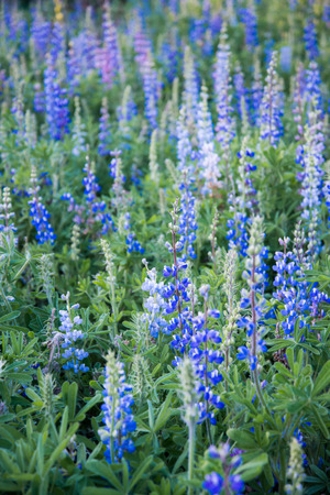 Lavender blooming in the North of Thailandの写真素材