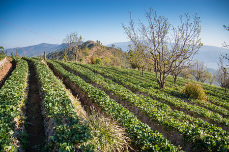 Strawberry garden at Doi Ang Khang , Chiang Mai, Thailand.の写真素材