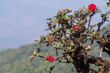Rhododendron arboreum in doi inthanon national park, Thailandの写真素材