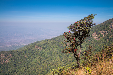 Rhododendron arboreum in doi inthanon national park, Thailandの写真素材