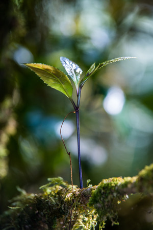 Sprout in the forest.の写真素材